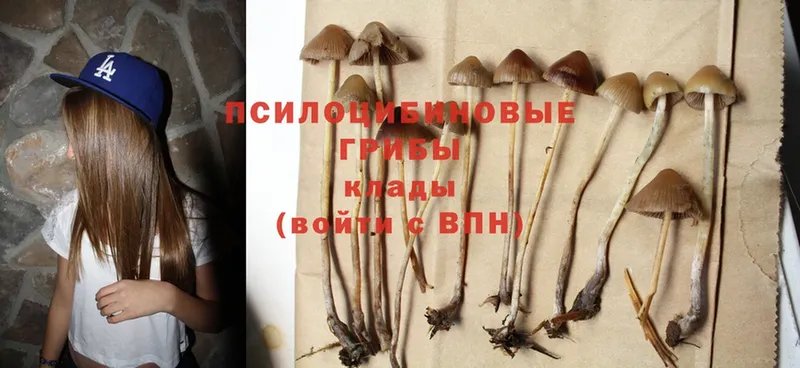 наркошоп  Майский  Псилоцибиновые грибы MAGIC MUSHROOMS 